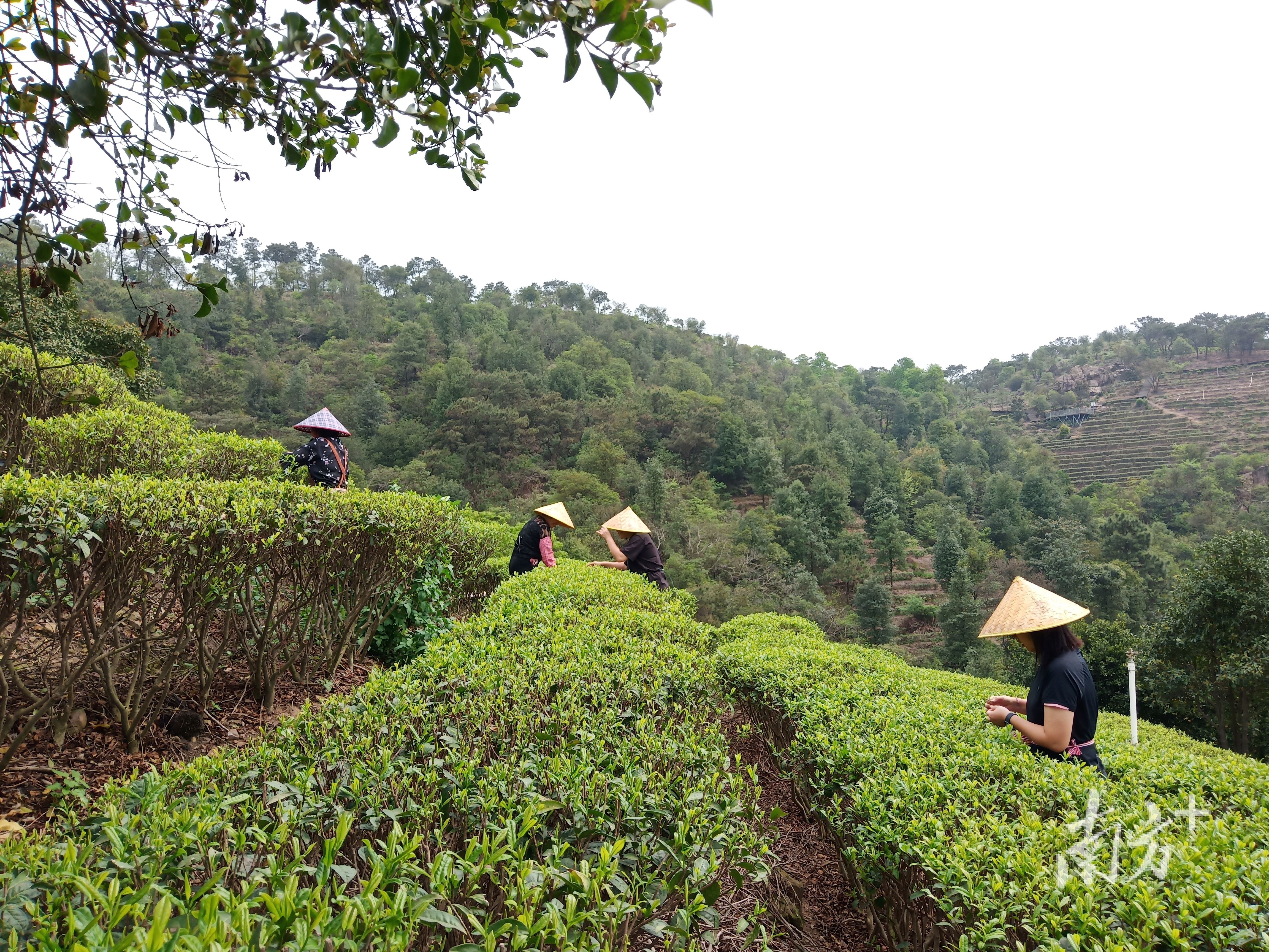 广东省肇庆白茶村的茶韵与人文魅力