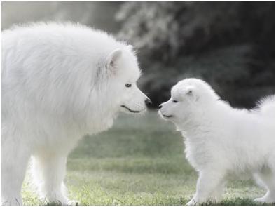 萨摩耶犬两个月生长情况详解