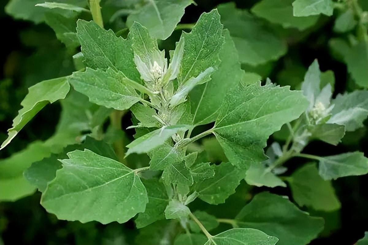 广东芬芳家居有限公司，深度解析其在家居行业的独特魅力与成就