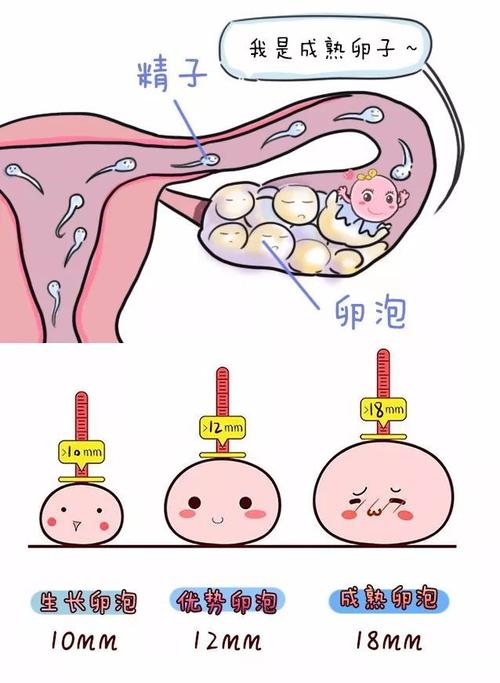 上个月遗留卵泡未排，深入了解与应对策略