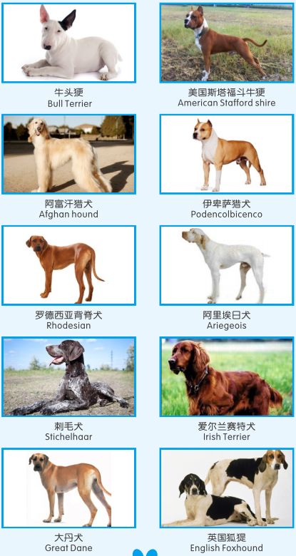 澳门犬类知识深度解析，五个月大的马犬价格因素探讨