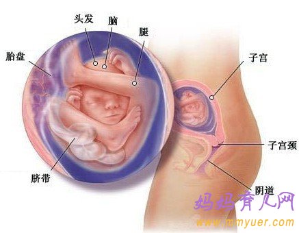 胎儿五个月是否可以打掉，全面解读与深度分析