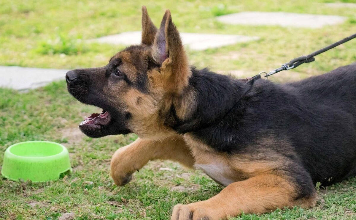 德牧幼犬的耳朵发育与立耳时间解析