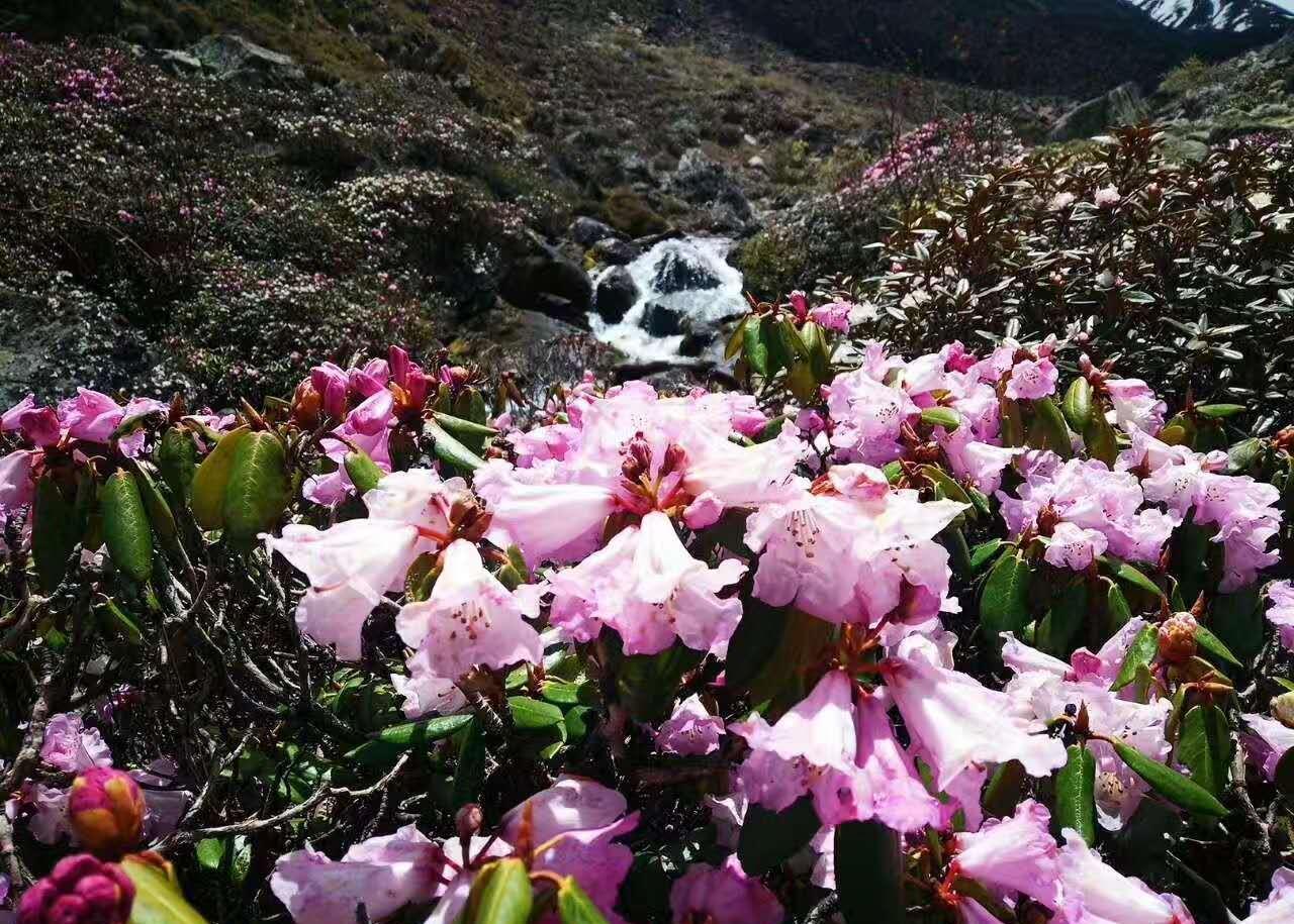 拉萨一年哪几个月最合适旅游，深度解析旅游最佳时节