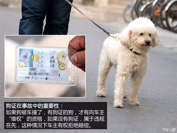 澳门巨贵犬的成长周期，探索巨贵犬的生命历程